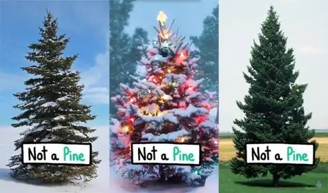 Not Pine Trees